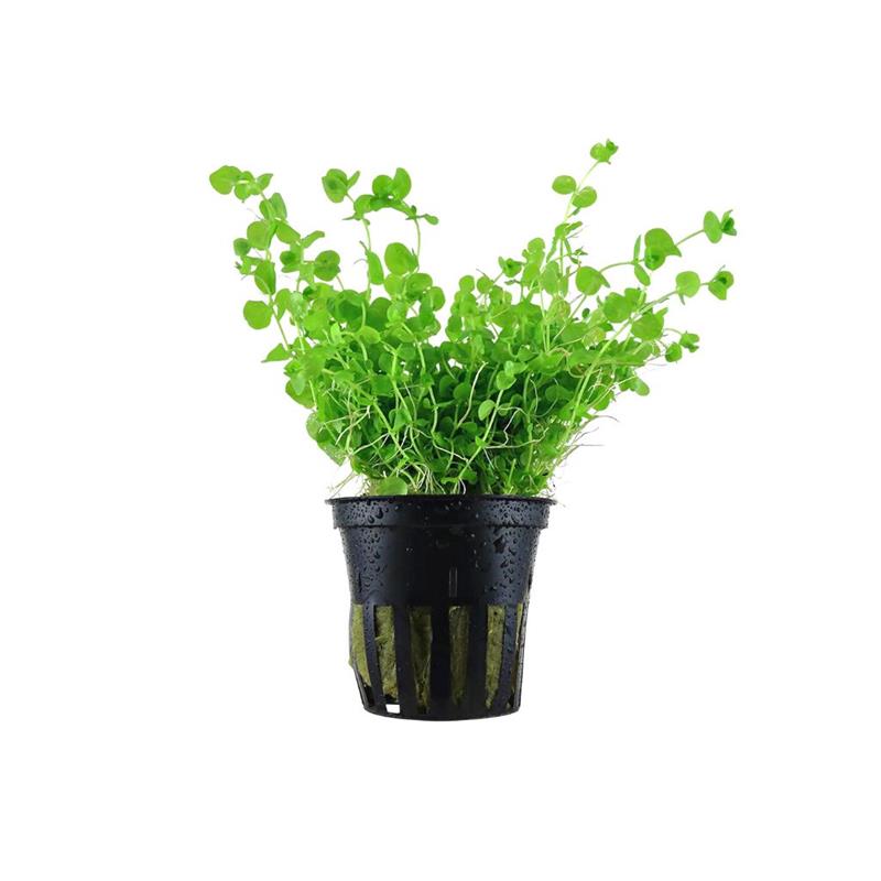 Planta acvariu Micranthemum umbrosum Stoffels - imagine 3